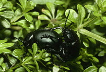 Bloody nosed beetles mating (Timarcha goettingensis) UK