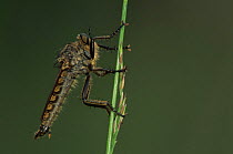Robberfly (Neoitamus cyanaurus) Belgium
