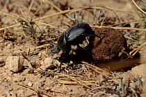 Dung beetle rolling ball of dung, Spain - lays egg in ball