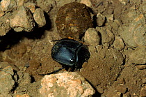 Dung beetle with ball of dung, Spain - beetle lays egg in ball