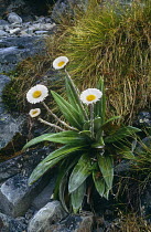 Cotton Daisy (Celmisia spectabilis. Nelson Lakes NP  New Zealand