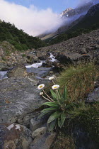 Cotton Daisy (Celmisia spectabilis) beside stream in Nelson Lakes NP, N.Zealand