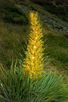 Wild Spaniard plant in flower (Aciphylla colensoi) Nelson Lakes NP New Zealand