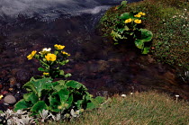 Korikori (Ranunculus insignus) by water. Tongariro NP, New Zealand