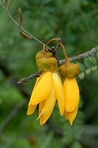 Kowhai flowers (Sophora tetraptera), Taupo, New Zealand