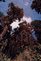 Monarch butterflies on migration, Mexico