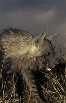 Brown hyaena (Hyaena brunnea) portrait, Namibia