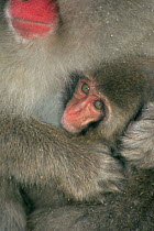 Close up of baby Japanese macaque held close to mother. Japan