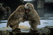 Two 9-month Japanese Macaques {Macaca fuscata} playing by hot pool, Shiga Heights, Honshu, Japan.