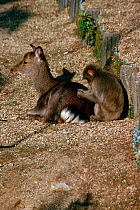 Japanese macaque {Macaca fuscata} grooming Sika deer searching for ticks. Miyajima Is, Hiroshima, Japan