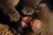 Close up of sleeping Japanese macaque being groomed, Japan