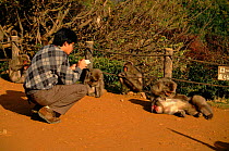 Scientist observing macaques, Japan
