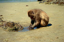Male Japanese macaque {Macaca fuscata} washing large limpet in tidal pool. Koshima Is, Japan, sequence 1/2