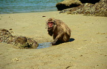 Male Japanese macaque {Macaca fuscata} feeding on Limpet that he has washed in tidal pool. Koshima Is, Japan, sequence 2/2