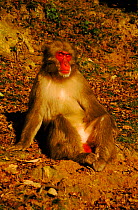 Male Japanese macaque showing red breeding colouration, Japan
