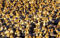 Cape gannet (Sula capensis) colony, Lambert's Bay, South Africa, vulnerable species