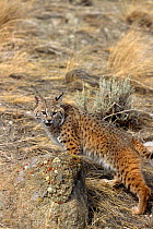 Bobcat (Felis rufus) captive, USA