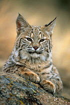 Bobcat (Felis rufus) captive, USA