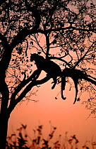 Leopard male in tree with Impala carcass, Botswana Okavango Delta