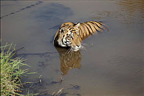 Tiger cooling in river, Bandhavgarh National Park, Central India