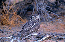 Spotted eagle owl (Bubo africanus) on ground, Kalahari NP,  South Africa