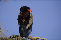 Bateleur eagle {Terathopius ecaudatus} perched, Kgalagadi Transfrontier NP, South Africa
