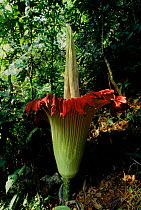 Titan arum (Amorphophallus titanum) Summatra. This species has the largest unbranched flower inflorescence which smells strongly of rotting carrion.