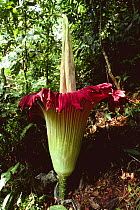 Titan arum in flower (Amorphophallus titanum) Sumatra, Indonesia. This species has the largest unbranched flower inflorescence which smells strongly of rotting carrion.