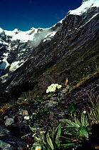 View near Mackinnon Pass, Clemisia daisies in foreground (part of Milford Track walk). Fiordland NP, South Island, New Zealand