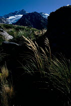 Alpine tussock grass (Chionochloa sp.) Mount Cook NP, New Zealand