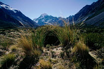 Alpine Tussock grass (Chionochloa sp) Mt Cook NP, New Zealand