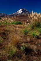 Mount Ngauruhoe and toe toe grass. Mount Tongariro NP, New Zealand