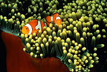Clown anemonefish (Amphiprion percula) amongst anemone, Papua New Guinea