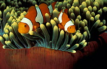 Clown anemonefish (Amphiprion percula) in anemone, Papua New Guinea