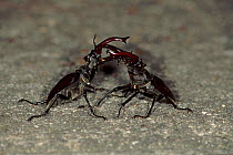 Stag beetles fighting, Germany