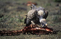 Ruppell's griffon vulture (Gyps rueppellii) feeding on carcass, Serengeti NP, Tanzania.