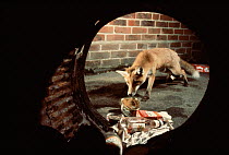Red fox scavenging at dustbin. England