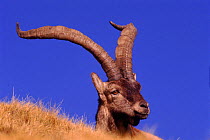 Spanish Ibex {Capra pyrenaica} portrait, Spain