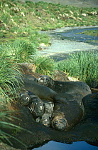 Southern Elephant Seals {Mirounga leonina} resting in wallow, South Georgia.