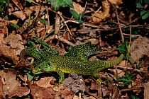 Green Lizards, Brenne, France