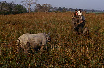 Tourists watching Indian rhinoceros (Rhinoceros unicornis) from domestic Indian elephant {Elephas maximus} with baby alongside, Kaziranga NP, Assam, North East India