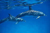 Two Atlantic spotted dolphins (Stenella frontalis) Bahamas