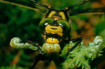 Golden-ringed dragonfly, CU head showing compound eyes