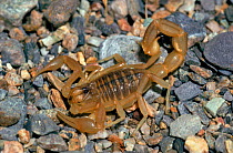 European buthus scorpion, Spain