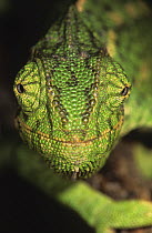 Portrait of European chameleon (Chamaeleo chamaeleon), Portugal