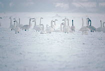 Bewicks swans in winter. (Cygnus columbianus bewickii) England Hampshire, UK