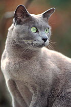 Burmese (blue) cat "Boris" male, UK