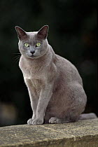 Burmese blue cat male, 'Boris'. England