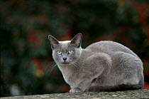 Female Burmese blue cat 'Pushka'. England