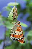 Poplar Admiral butterfly just emerged from chrysalis, Germany. Life cycle sequence 5